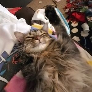 Meet your Posher, Shea